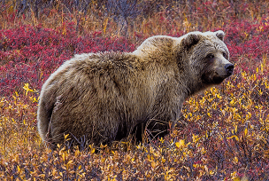 wildalaska - alaska reizen